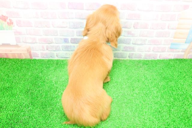 千葉県のミニチュアダックスフンド(ロング) (Coo&RIKU若葉都賀店/2025年12月7日生まれ/男の子/ゴールド)の子犬の4枚目の画像