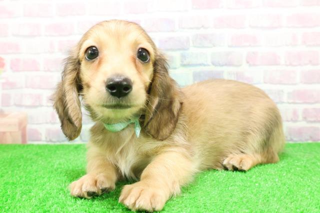 石川県のミニチュアダックスフンド(ロング) (Coo&RIKUイオン野々市南店/2025年12月7日生まれ/男の子/シェーデットイエロー)の子犬の2枚目の画像