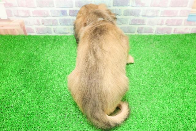 石川県のミニチュアダックスフンド(ロング) (Coo&RIKUイオン野々市南店/2025年12月7日生まれ/男の子/シェーデットイエロー)の子犬の4枚目の画像