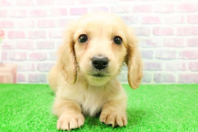 東京都のミニチュアダックスフンド(ロング) (Coo&RIKU江戸川店/2025年12月7日生まれ/女の子/イエロー)の子犬