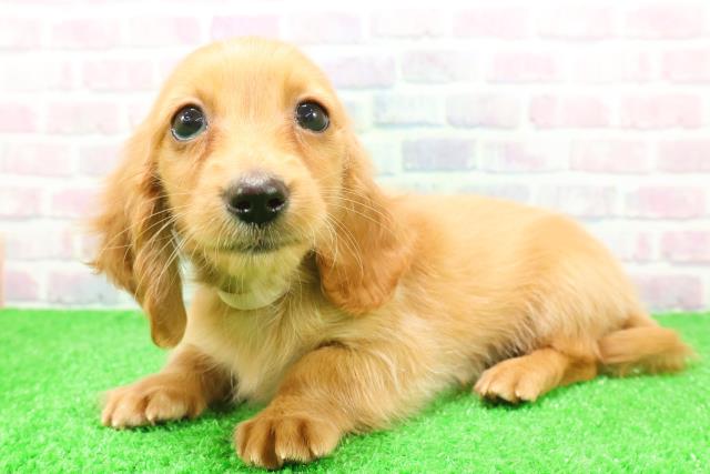 青森県のミニチュアダックスフンド(ロング) (Coo&RIKU八戸店/2025年12月7日生まれ/女の子/ゴールド)の子犬の2枚目の画像