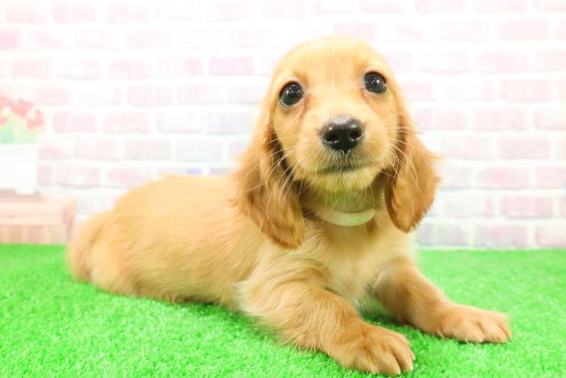 青森県のミニチュアダックスフンド(ロング) (Coo&RIKU八戸店/2025年12月7日生まれ/女の子/ゴールド)の子犬の3枚目の画像