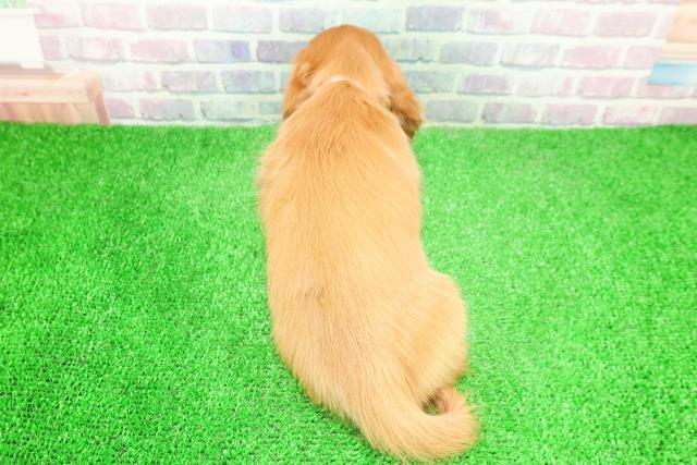 青森県のミニチュアダックスフンド(ロング) (Coo&RIKU八戸店/2025年12月7日生まれ/女の子/ゴールド)の子犬の4枚目の画像