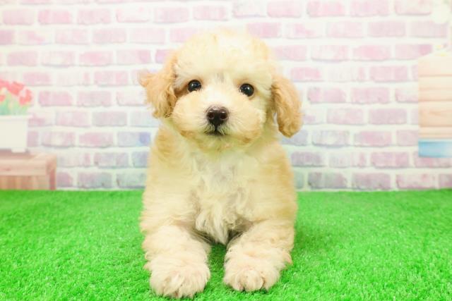 静岡県のトイプードル(トイ) (Coo&RIKU沼津店/2025年12月3日生まれ/男の子/アプリコット)の子犬の1枚目の画像