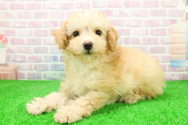 静岡県のトイプードル(トイ) (Coo&RIKU沼津店/2025年12月3日生まれ/男の子/アプリコット)の子犬の2枚目の画像