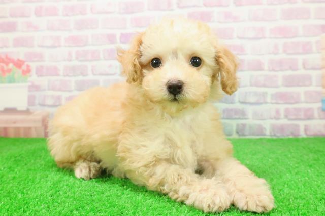 静岡県のトイプードル(トイ) (Coo&RIKU沼津店/2025年12月3日生まれ/男の子/アプリコット)の子犬の3枚目の画像