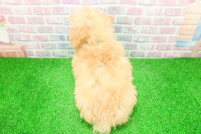 静岡県のトイプードル(トイ) (Coo&RIKU沼津店/2025年12月3日生まれ/男の子/アプリコット)の子犬の4枚目の画像