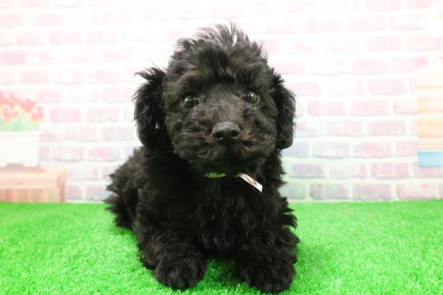 静岡県のトイプードル(トイ) (Coo&RIKU藤枝店/2025年12月3日生まれ/女の子/ブラック)の子犬の1枚目の画像