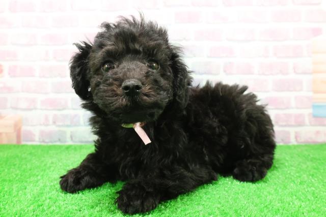 静岡県のトイプードル(トイ) (Coo&RIKU藤枝店/2025年12月3日生まれ/女の子/ブラック)の子犬の2枚目の画像