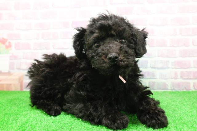 静岡県のトイプードル(トイ) (Coo&RIKU藤枝店/2025年12月3日生まれ/女の子/ブラック)の子犬の3枚目の画像