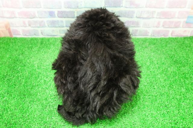 静岡県のトイプードル(トイ) (Coo&RIKU藤枝店/2025年12月3日生まれ/女の子/ブラック)の子犬の4枚目の画像