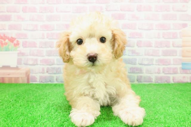 静岡県のトイプードル(トイ) (Coo&RIKU静岡SBS通り店/2025年12月3日生まれ/女の子/アプリコット)の子犬の1枚目の画像