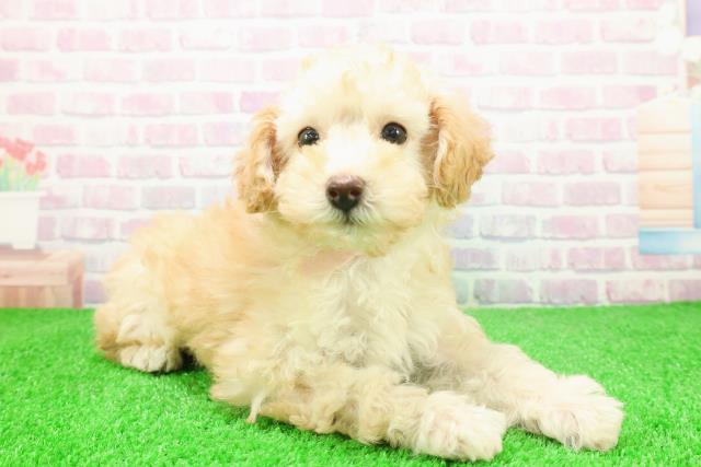 静岡県のトイプードル(トイ) (Coo&RIKU静岡SBS通り店/2025年12月3日生まれ/女の子/アプリコット)の子犬の3枚目の画像