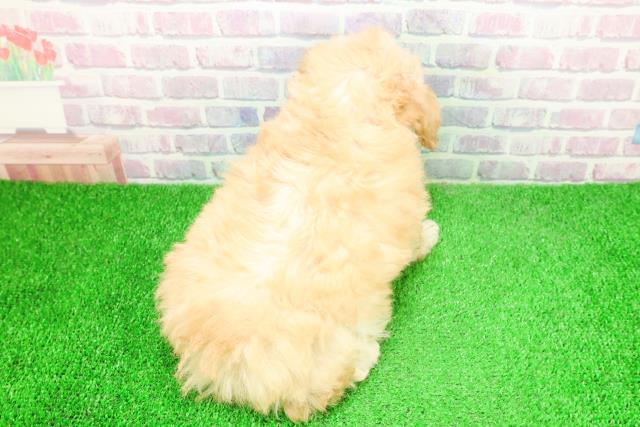 静岡県のトイプードル(トイ) (Coo&RIKU静岡SBS通り店/2025年12月3日生まれ/女の子/アプリコット)の子犬の4枚目の画像