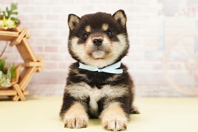 静岡県の豆柴 (Coo&RIKU沼津店/2025年12月5日生まれ/男の子/黒)の子犬の1枚目の画像