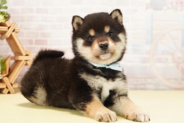 静岡県の豆柴 (Coo&RIKU沼津店/2025年12月5日生まれ/男の子/黒)の子犬の2枚目の画像