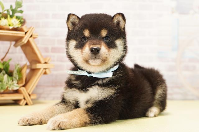 静岡県の豆柴 (Coo&RIKU沼津店/2025年12月5日生まれ/男の子/黒)の子犬の3枚目の画像