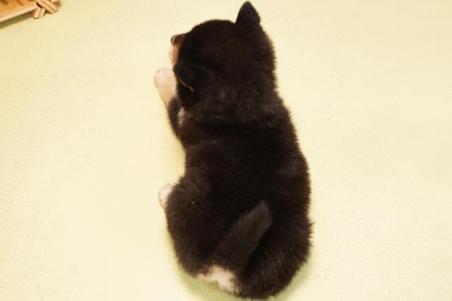 静岡県の豆柴 (Coo&RIKU沼津店/2025年12月5日生まれ/男の子/黒)の子犬の4枚目の画像