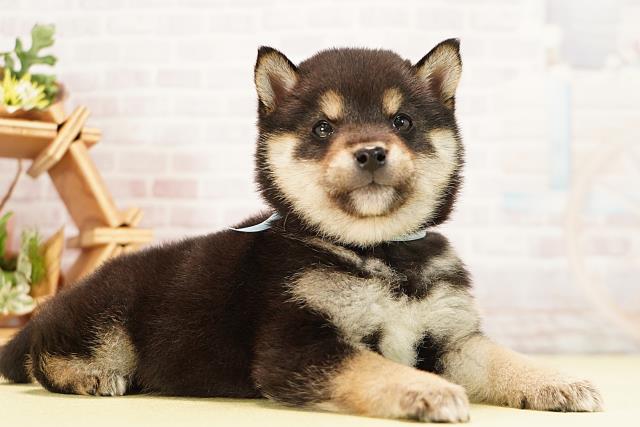 愛知県の豆柴 (Coo&RIKU春日井店/2025年12月5日生まれ/男の子/黒)の子犬の2枚目の画像