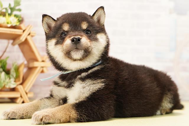 愛知県の豆柴 (Coo&RIKU春日井店/2025年12月5日生まれ/男の子/黒)の子犬の3枚目の画像