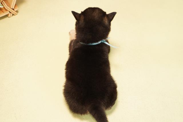 愛知県の豆柴 (Coo&RIKU春日井店/2025年12月5日生まれ/男の子/黒)の子犬の4枚目の画像