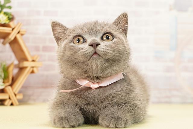 愛知県のブリティッシュショートヘアー (Coo&RIKU東海一宮店/2025年12月4日生まれ/女の子/ブルー)の子猫の1枚目の画像