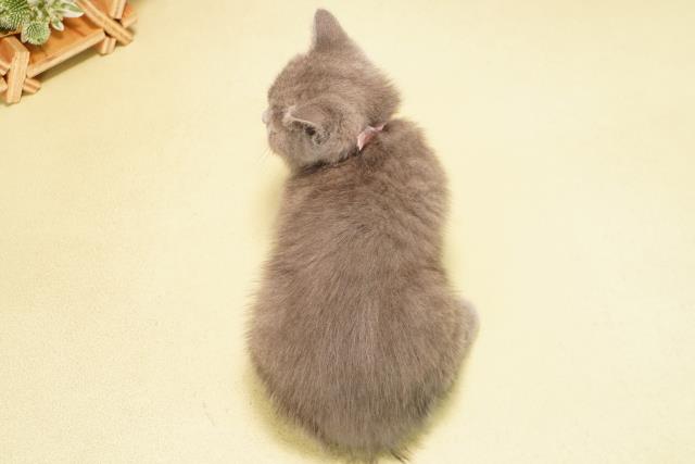 愛知県のブリティッシュショートヘアー (Coo&RIKU東海一宮店/2025年12月4日生まれ/女の子/ブルー)の子猫の4枚目の画像
