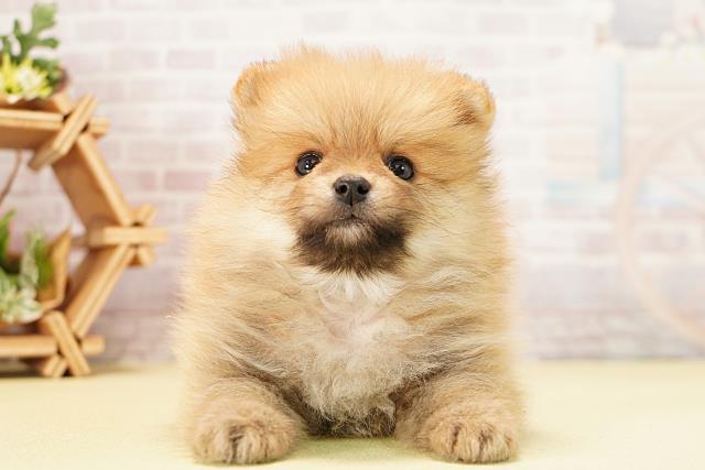 岐阜県のポメラニアン (Coo&RIKU岐南店/2025年12月6日生まれ/男の子/オレンジ)の子犬の1枚目の画像