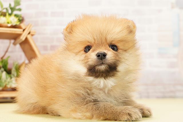 岐阜県のポメラニアン (Coo&RIKU岐南店/2025年12月6日生まれ/男の子/オレンジ)の子犬の2枚目の画像