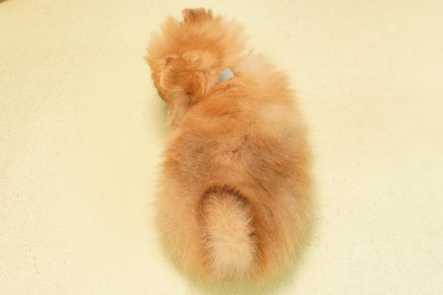 岐阜県のポメラニアン (Coo&RIKU岐南店/2025年12月6日生まれ/男の子/オレンジ)の子犬の4枚目の画像
