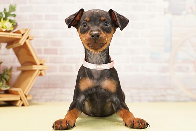 愛知県のミニチュアピンシャー (Coo&RIKU春日井店/2025年12月7日生まれ/女の子/ブラックタン)の子犬の1枚目の画像