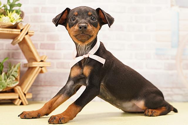 愛知県のミニチュアピンシャー (Coo&RIKU春日井店/2025年12月7日生まれ/女の子/ブラックタン)の子犬の3枚目の画像