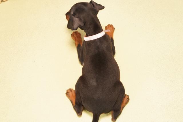 愛知県のミニチュアピンシャー (Coo&RIKU春日井店/2025年12月7日生まれ/女の子/ブラックタン)の子犬の4枚目の画像