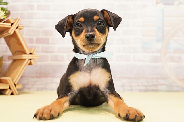 三重県のミニチュアピンシャー (Coo&RIKU四日市店/2025年12月7日生まれ/男の子/ブラックタン)の子犬の1枚目の画像