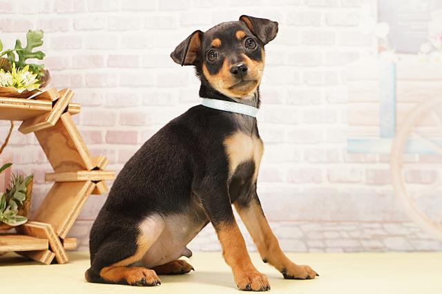 三重県のミニチュアピンシャー (Coo&RIKU四日市店/2025年12月7日生まれ/男の子/ブラックタン)の子犬の2枚目の画像