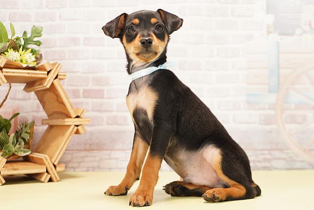 三重県のミニチュアピンシャー (Coo&RIKU四日市店/2025年12月7日生まれ/男の子/ブラックタン)の子犬の3枚目の画像