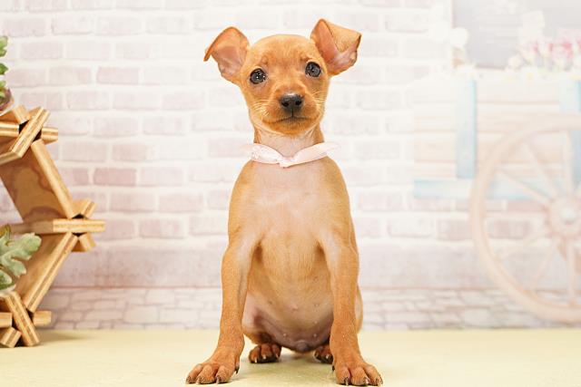 三重県のミニチュアピンシャー (Coo&RIKU津高茶屋店/2025年12月7日生まれ/女の子/レッド)の子犬の1枚目の画像