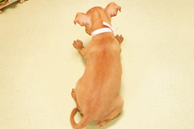 三重県のミニチュアピンシャー (Coo&RIKU津高茶屋店/2025年12月7日生まれ/女の子/レッド)の子犬の4枚目の画像