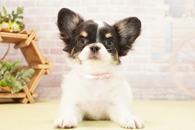 チワワ（ロングコート）