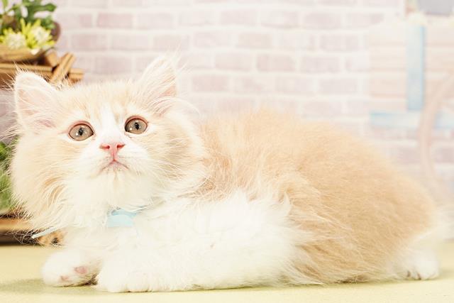 三重県のミヌエット (Coo&RIKU津高茶屋店/2025年12月4日生まれ/男の子/クリームタビーホワイト)の子猫の3枚目の画像