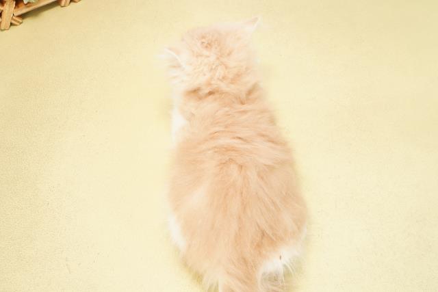 三重県のミヌエット (Coo&RIKU津高茶屋店/2025年12月4日生まれ/男の子/クリームタビーホワイト)の子猫の4枚目の画像