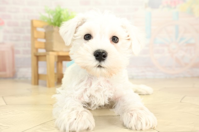 愛知県のミニチュアシュナウザー (Coo&RIKU名古屋みなと店/2025年12月7日生まれ/男の子/ホワイト)の子犬の1枚目の画像