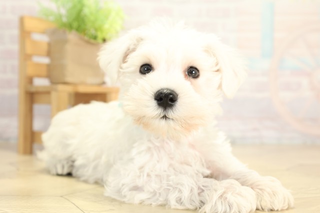 愛知県のミニチュアシュナウザー (Coo&RIKU名古屋みなと店/2025年12月7日生まれ/男の子/ホワイト)の子犬の2枚目の画像