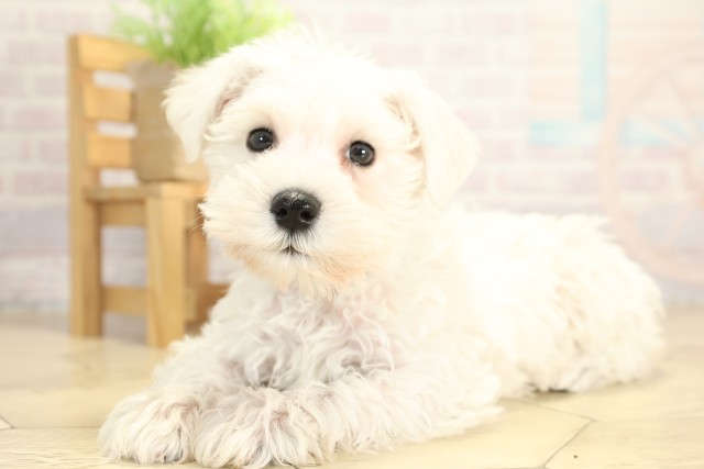 愛知県のミニチュアシュナウザー (Coo&RIKU名古屋みなと店/2025年12月7日生まれ/男の子/ホワイト)の子犬の3枚目の画像