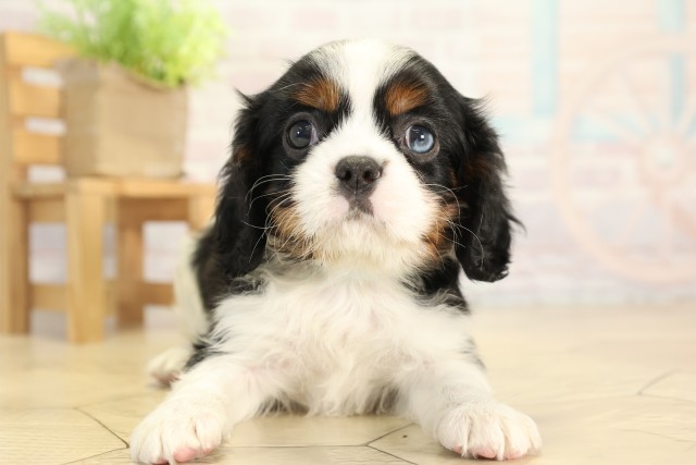 岐阜県のキャバリアキングチャールズスパニエル (Coo&RIKU岐南店/2025年12月5日生まれ/男の子/トライカラー)の子犬