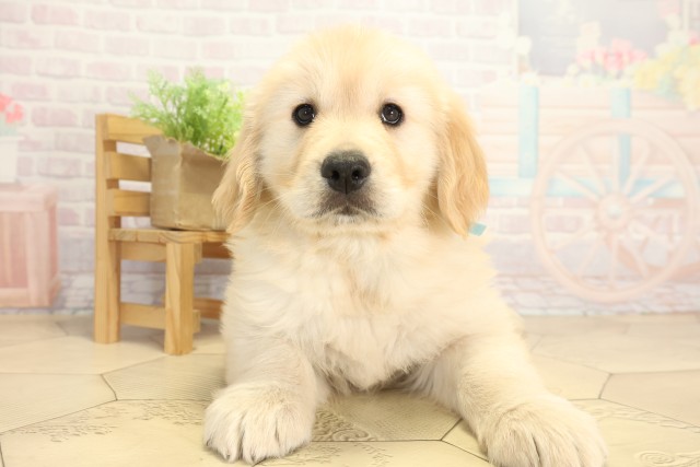 岐阜県のゴールデンレトリバー (Coo&RIKU岐南店/2025年12月6日生まれ/男の子/ゴールデン)の子犬の1枚目の画像