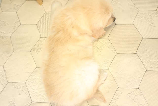 岐阜県のゴールデンレトリバー (Coo&RIKU岐南店/2025年12月6日生まれ/男の子/ゴールデン)の子犬の4枚目の画像