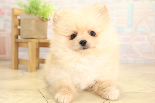 愛知県のポメラニアン (Coo&RIKU名古屋中川店/2025年12月3日生まれ/女の子/クリーム)の子犬の1枚目の画像