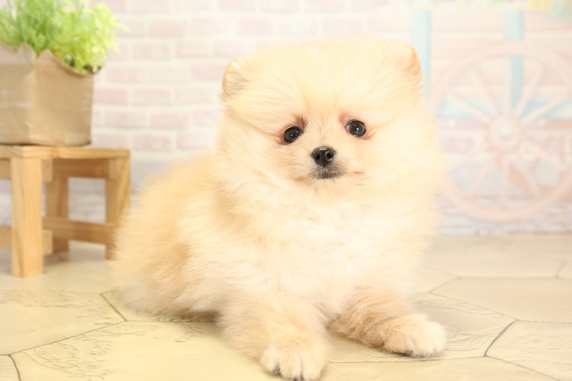 愛知県のポメラニアン (Coo&RIKU名古屋中川店/2025年12月3日生まれ/女の子/クリーム)の子犬の2枚目の画像