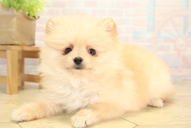 愛知県のポメラニアン (Coo&RIKU名古屋中川店/2025年12月3日生まれ/女の子/クリーム)の子犬の3枚目の画像